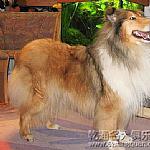 蘇格蘭牧羊犬圖冊