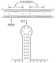 末端反向重複