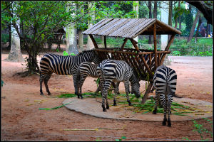 廣州動物園