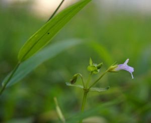 薄蒴草屬