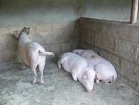 雲合自然村特色產業－生豬養殖