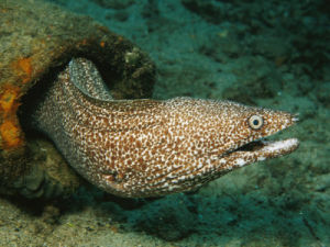 Spotted moray 斑點海鰻