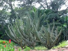 阿布里植物園