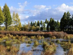 海拉爾國家森林公園