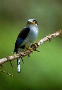 高棉銀胸絲冠鳥