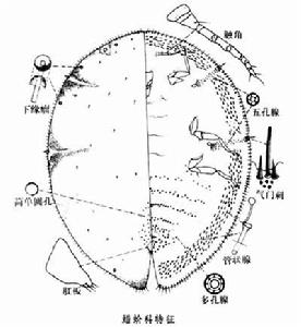 白蠟蟲