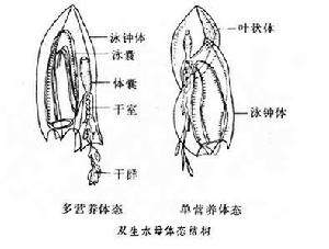 雙生水母屬