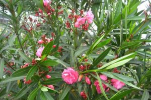 鳳仙[鳳仙花科草本植物]