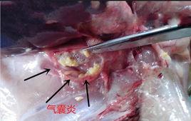 肉雞氣囊炎