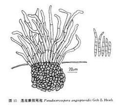 蓮座蕨假尾孢