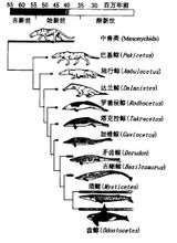 古蜥鯨的進化