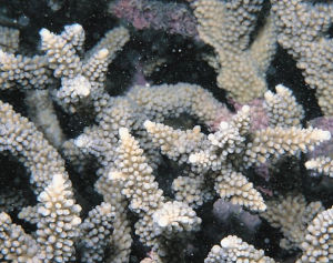 矮林鹿角珊瑚