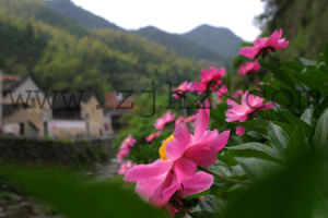 大芝山自然村