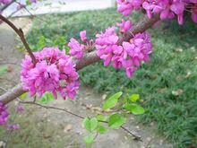 紫荊花圖冊