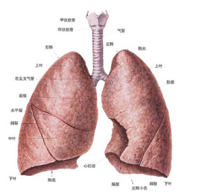 肺的結構