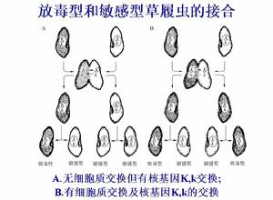 草履蟲素