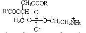 甘油磷醯乙醇胺