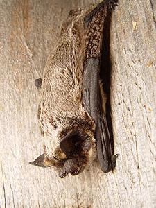 蝙蝠屬（大蝙蝠），哺乳綱、翼手目、蝙蝠科的一屬，而與蝙蝠屬（大蝙蝠）同科的動物尚有、毛翼管鼻蝠屬（毛翼管鼻蝠）、南蝠屬（南蝠）、帆耳蝠屬（帆耳蝠）等之數種哺乳動物。蝙蝠屬 普通蝙蝠(Vespertilio murinus) 科學分類 界： 動物界 Animalia 門： 脊索動物門 Chordata 綱： 哺乳綱 Mammalia 目： 翼手目 科： 蝙蝠科 屬： 蝙蝠屬（大蝙蝠）