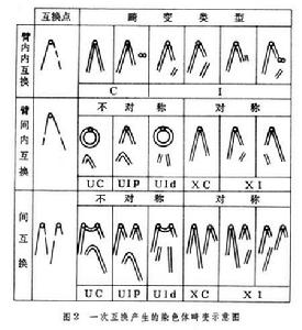 染色體內畸變