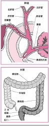 消化系統