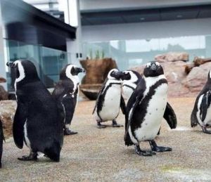 京都水族館