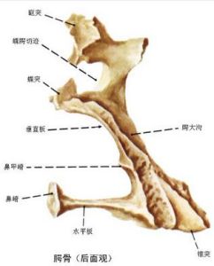 顎骨