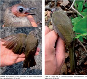 鳥類新種:寮國發現禿頭鵯(裸面鵯)