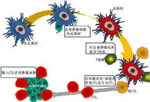 間充質幹細胞臨床療法