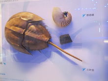 三葉蟲－廣東省博物館