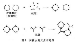 免疫共凝集反應 免疫共凝集反應