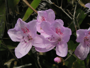 褐葉華麗杜鵑(變種)