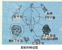 紫膠蟲