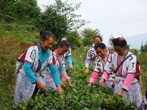 棉花自然村[雲南普洱思茅區倚象鎮柏木河村委棉花自然村]