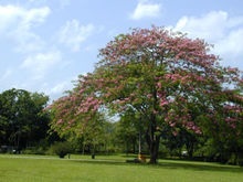 粉花山扁豆