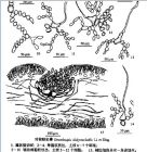 對枝蜈蚣藻