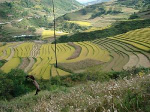 小拉日自然村農村經濟-種植業