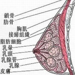 乳房漲痛