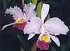 Cattleya trianae.jpg