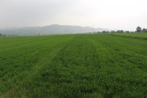 湟中燕麥種植基地