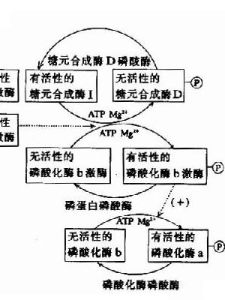 激素調節