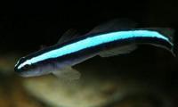 藍燈蝦虎魚