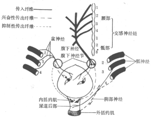 排尿反射