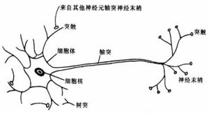 神經元