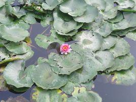 紅蓮湖[山東省桓台縣紅蓮湖公園]