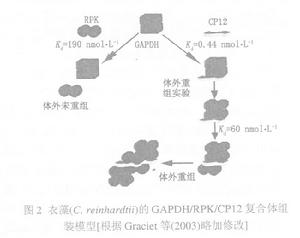 葉綠體遺傳研究