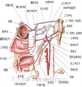 工業毒物中毒性周圍神經病