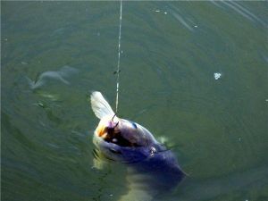 魚釣