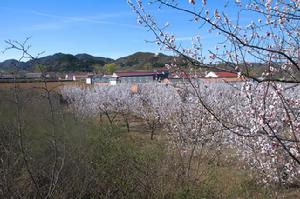 果樹園村[北京市延慶縣井莊鎮果樹園村]