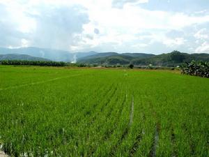 曼勐村-水田