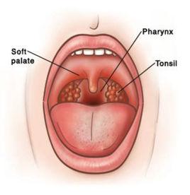 咽扁桃體